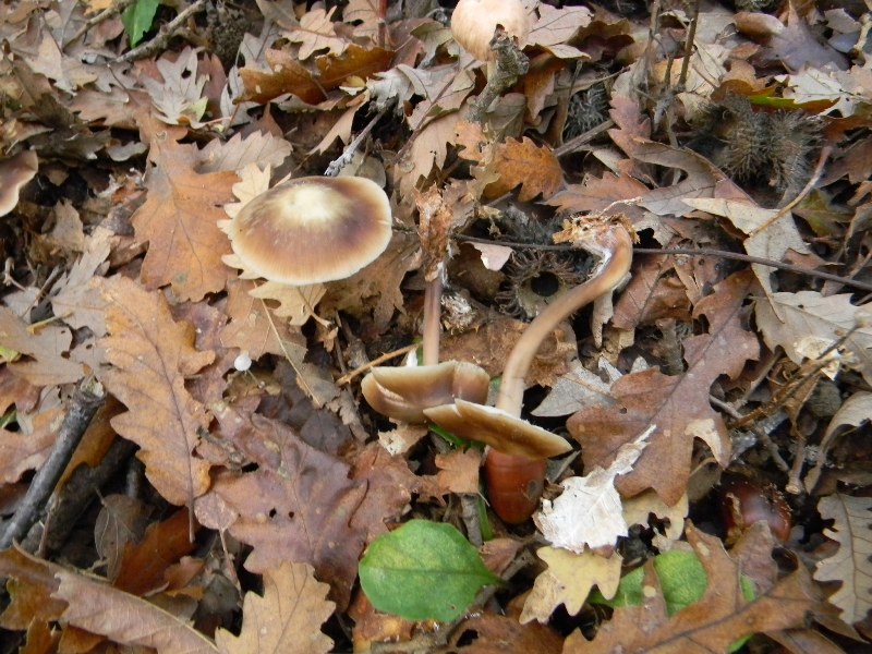 6) Fotogr. il23.11.2012. sotto Quercia