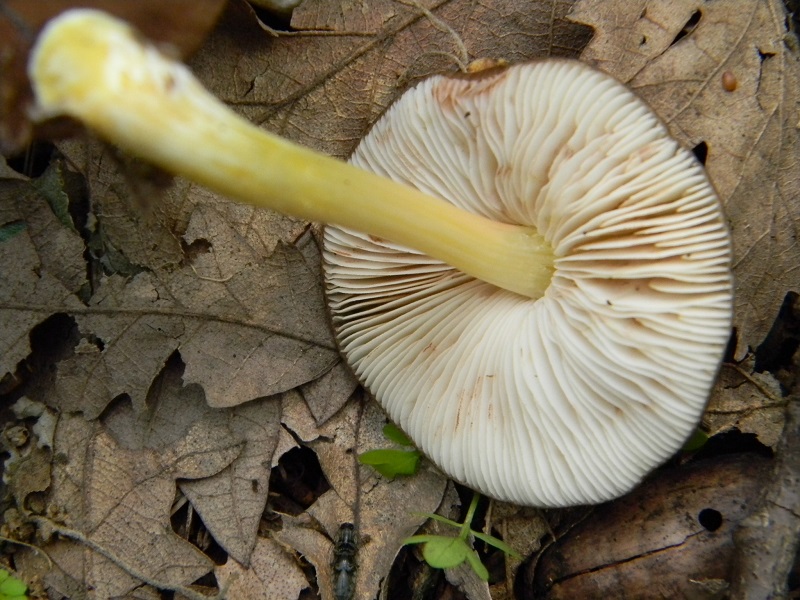 7) Fotogr. il 31.05.2013. sotto Quercia