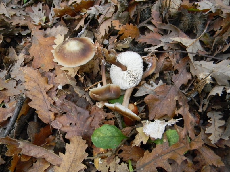 6) Fotogr. il23.11.2012. sotto Quercia