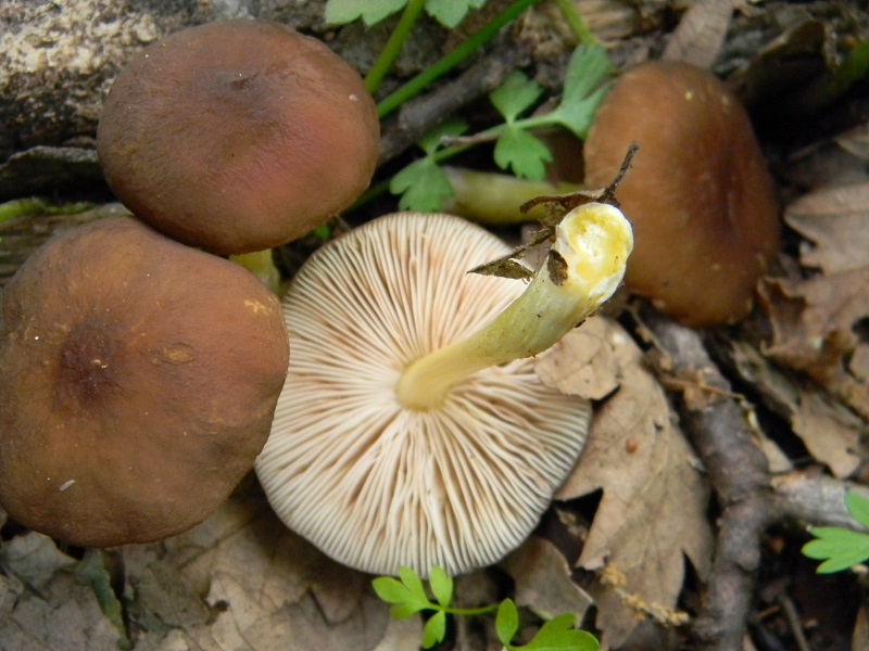 7) Fotogr. il 31.05.2013. sotto Quercia