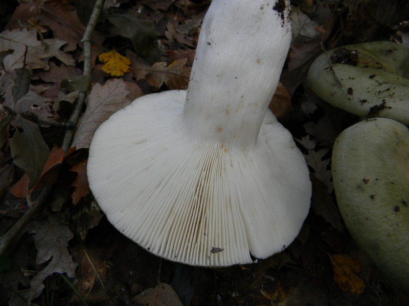 7) Fotogr. il 23.11.2012. sotto Quercia