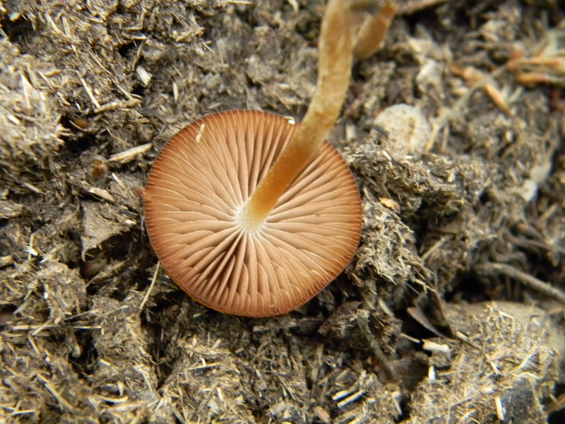 8) Fotogr. il 31.05.2013. sotto Quercia