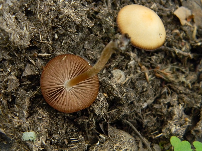 8) Fotogr. il 31.05.2013. sotto Quercia