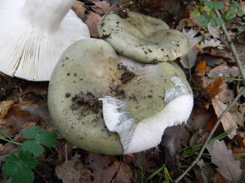 7) Fotogr. il 23.11.2012. sotto Quercia