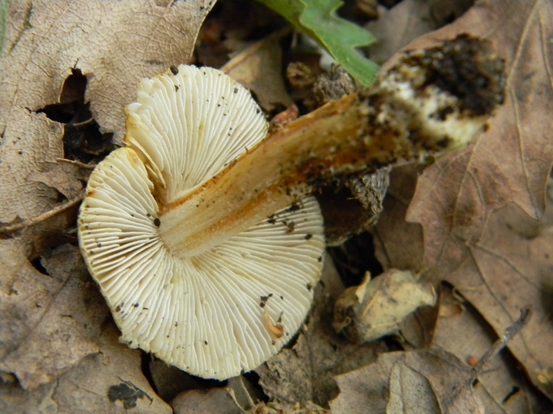 12) Fotogr.il 31.05.2013. sotto Quercia