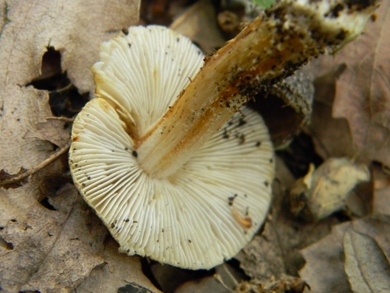 12) Fotogr.il 31.05.2013. sotto Quercia