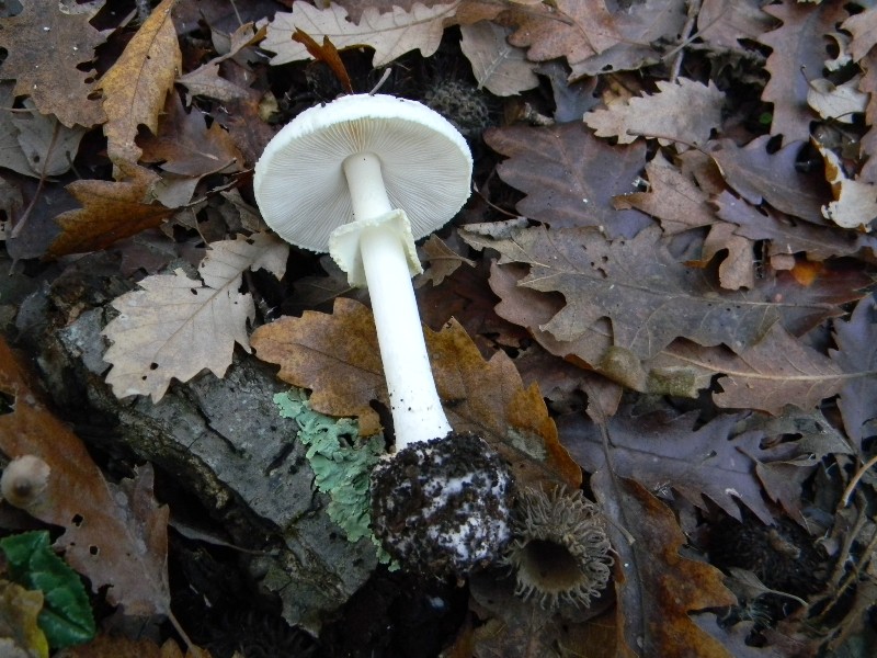 8) Fotogr. il 23.11.2012. sotto Quercia