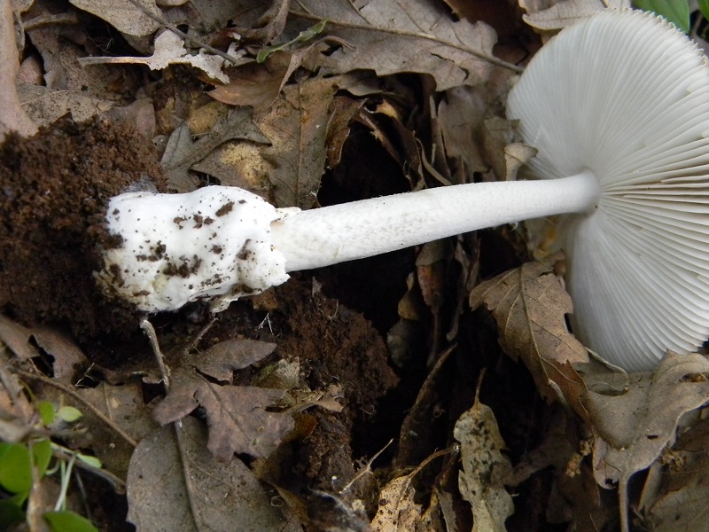 11) Fotogr. il 31.05.2013. sotto Quercia