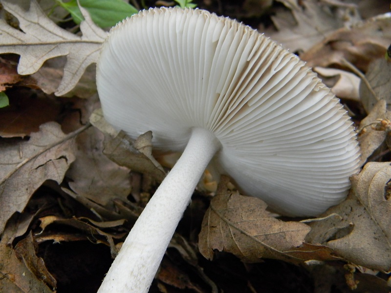 11) Fotogr. il 31.05.2013. sotto Quercia