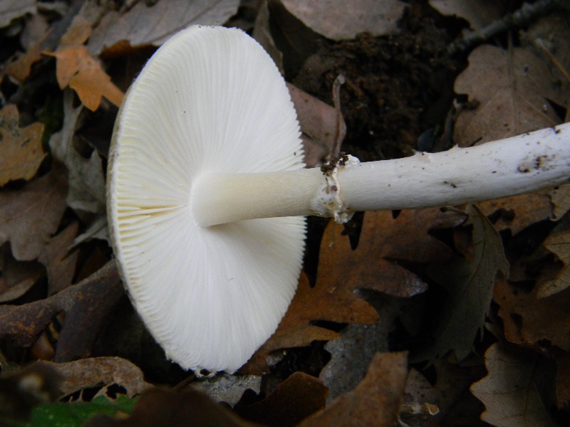 9) Fotogr. il 23.11.2012. sotto Quercia