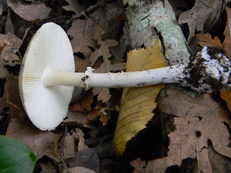 9) Fotogr. il 23.11.2012. sotto Quercia