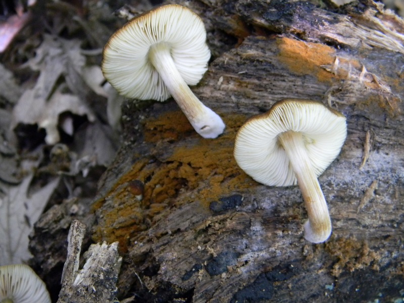 31) Fotogr. il 31.05.2013. sotto Quercia