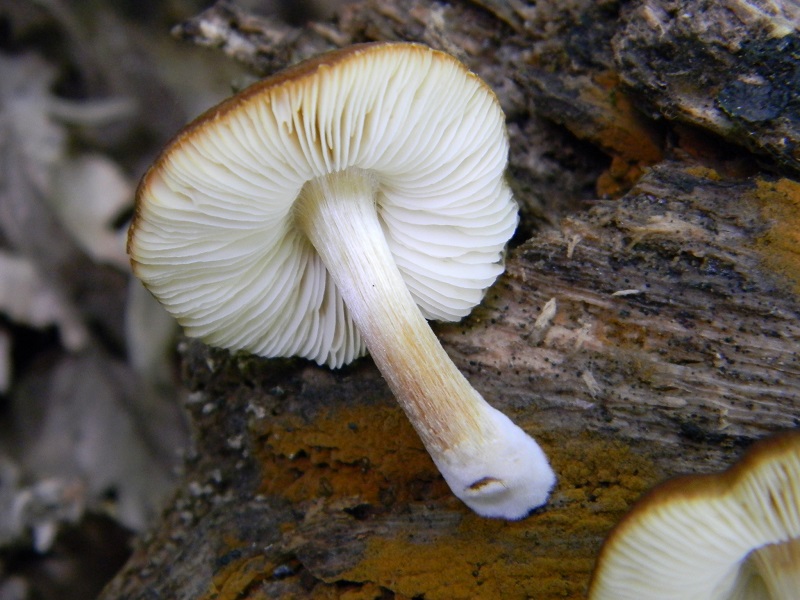 31) Fotogr. il 31.05.2013. sotto Quercia