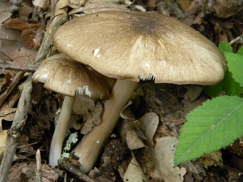 26) Fotogr.il 31.05.2013. sotto Quercia