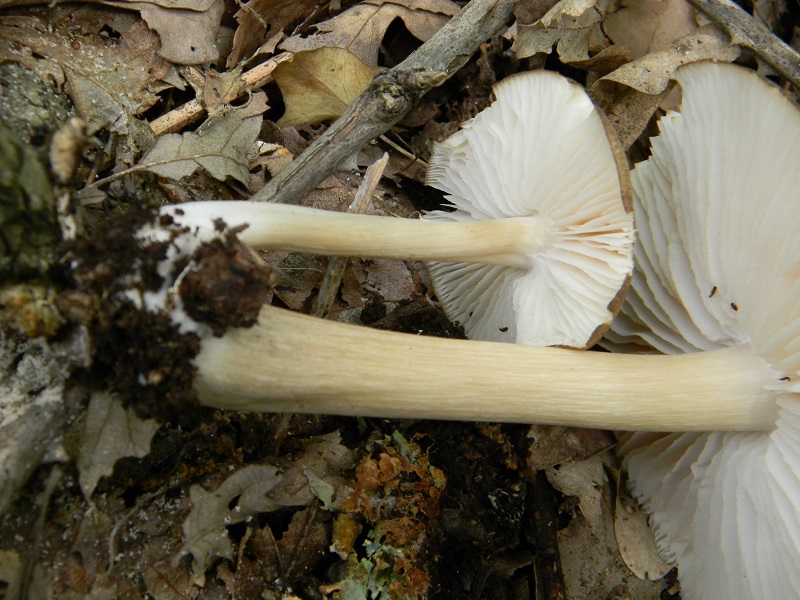 26) Fotogr.il 31.05.2013. sotto Quercia