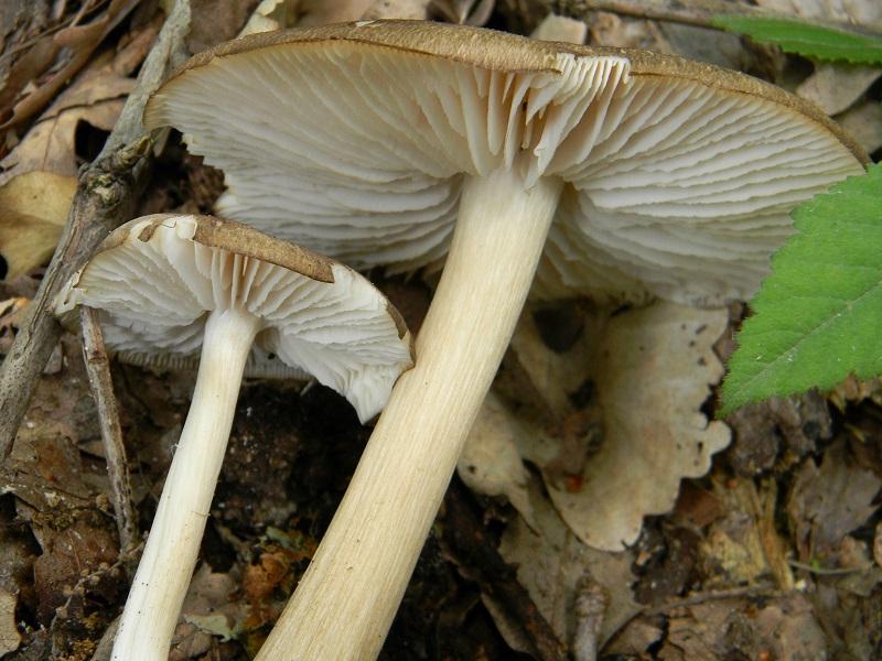 26) Fotogr.il 31.05.2013. sotto Quercia