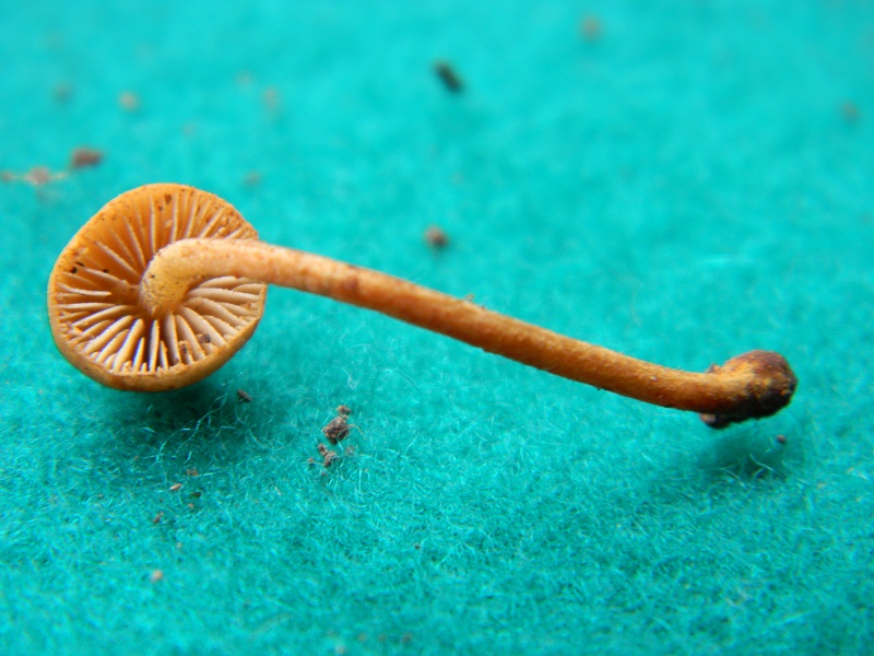 16) Trvato sotto Quercia il 31.05.2013