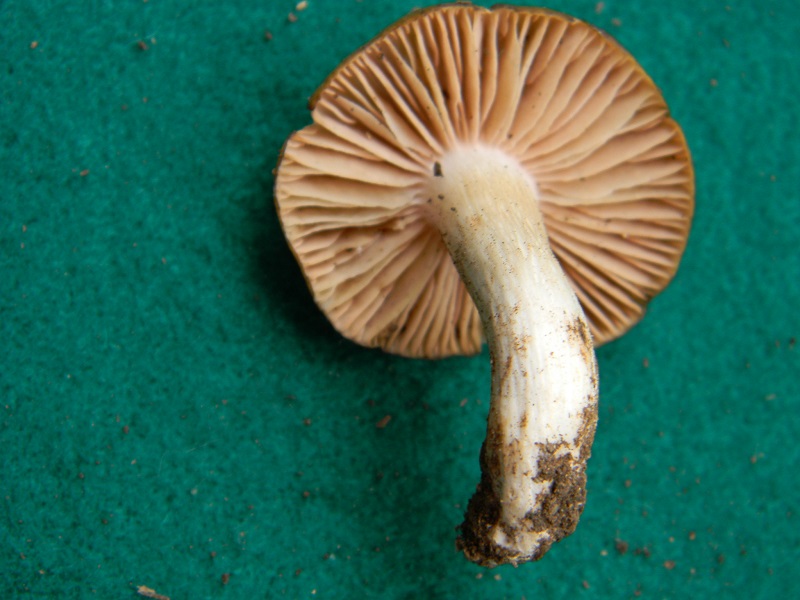 29) Trovato sotto Quercia fotogr.il 31.05.2013.