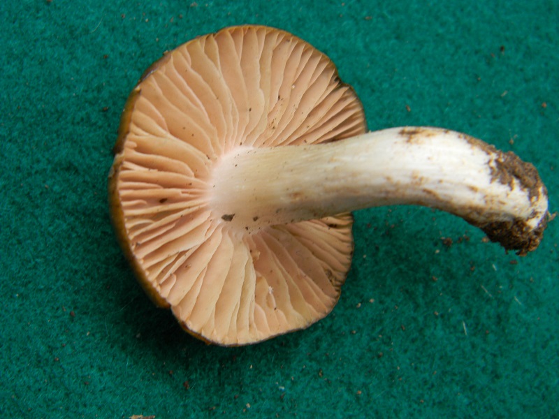 29) Trovato sotto Quercia fotogr.il 31.05.2013.