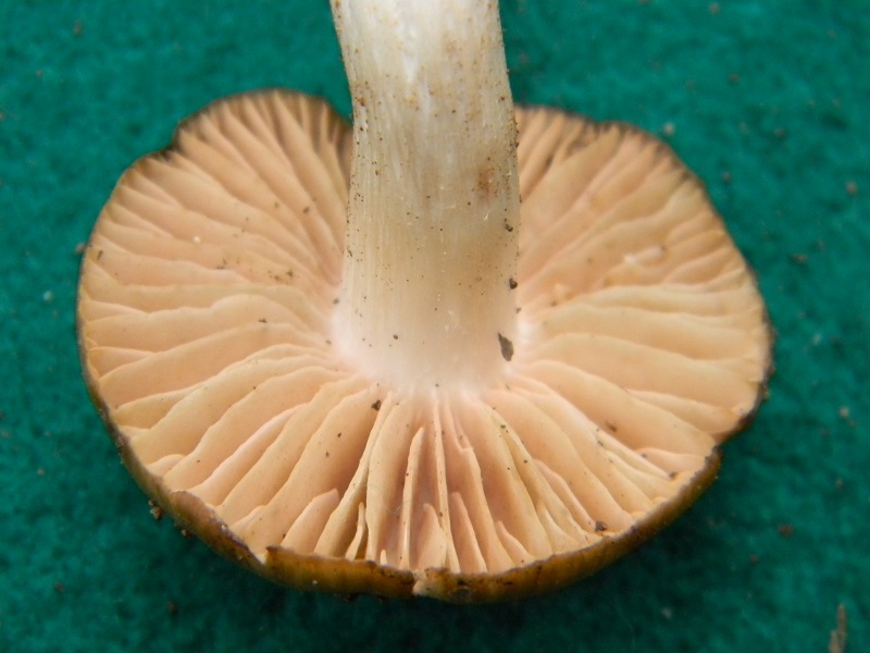 29) Trovato sotto Quercia fotogr.il 31.05.2013.