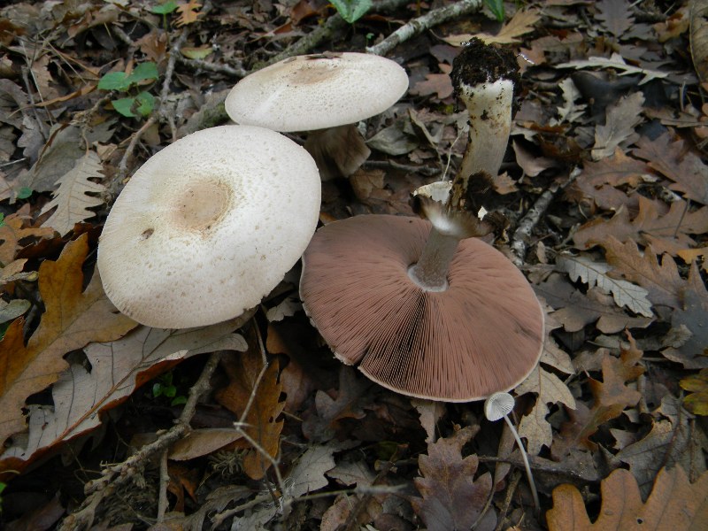 29) Fotogr. il 23.11.2012. sotto Quercia