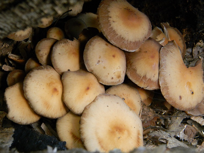 3) Fotogr. il 4.06.2013. sotto Quercia