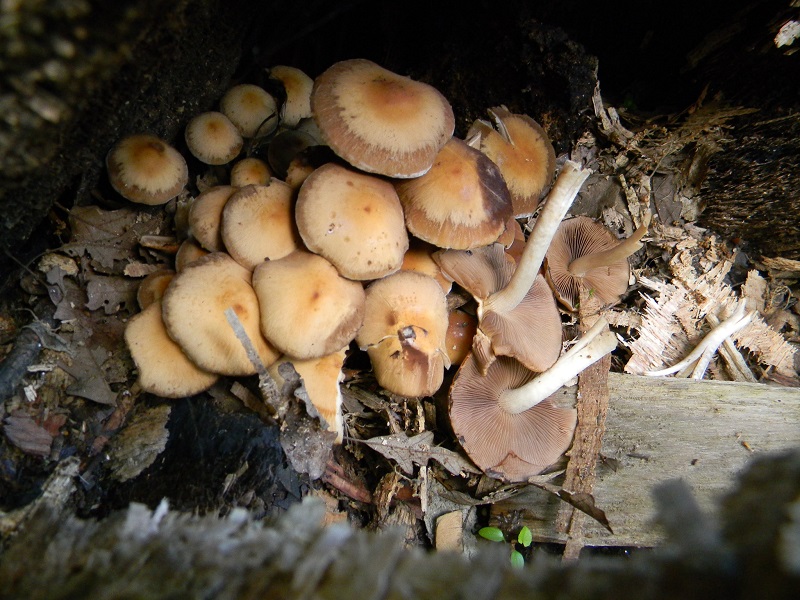 3) Fotogr. il 4.06.2013. sotto Quercia