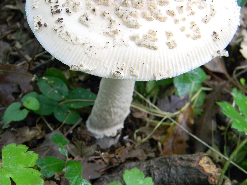 17) Fotogr. il 4.06.2013. sotto Quercia