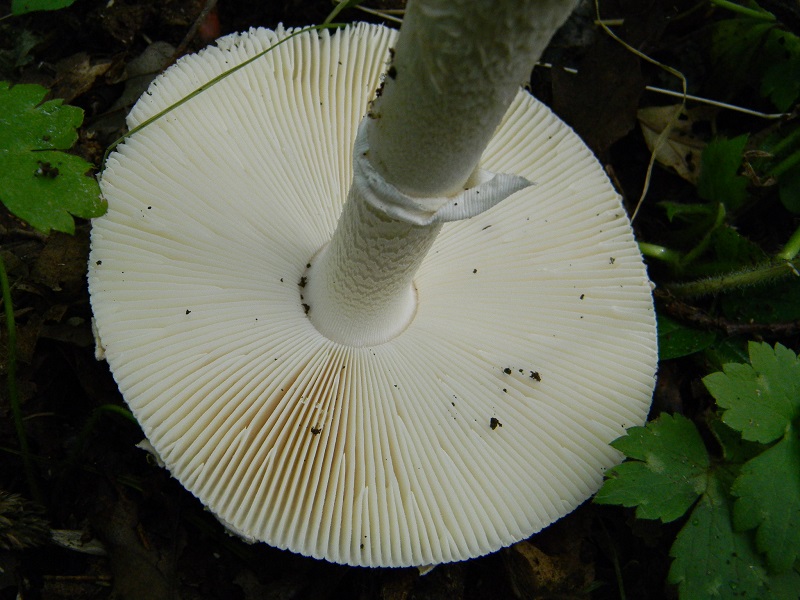 17) Fotogr. il 4.06.2013. sotto Quercia