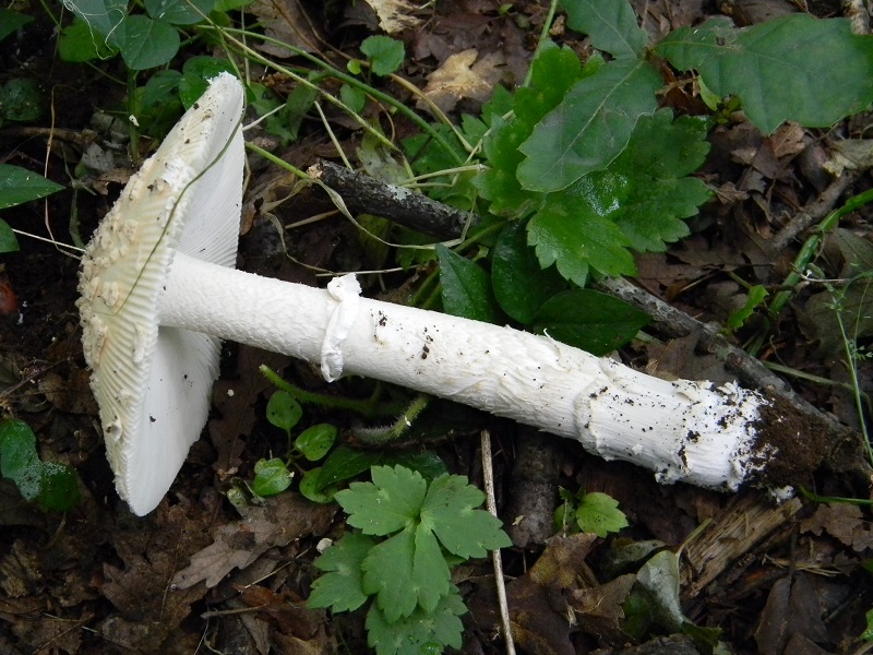 17) Fotogr. il 4.06.2013. sotto Quercia