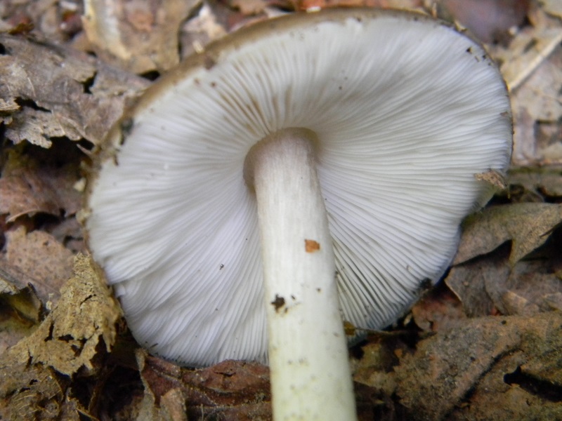 1) Fotogr. il 7.06.2013. sotto latifoglia