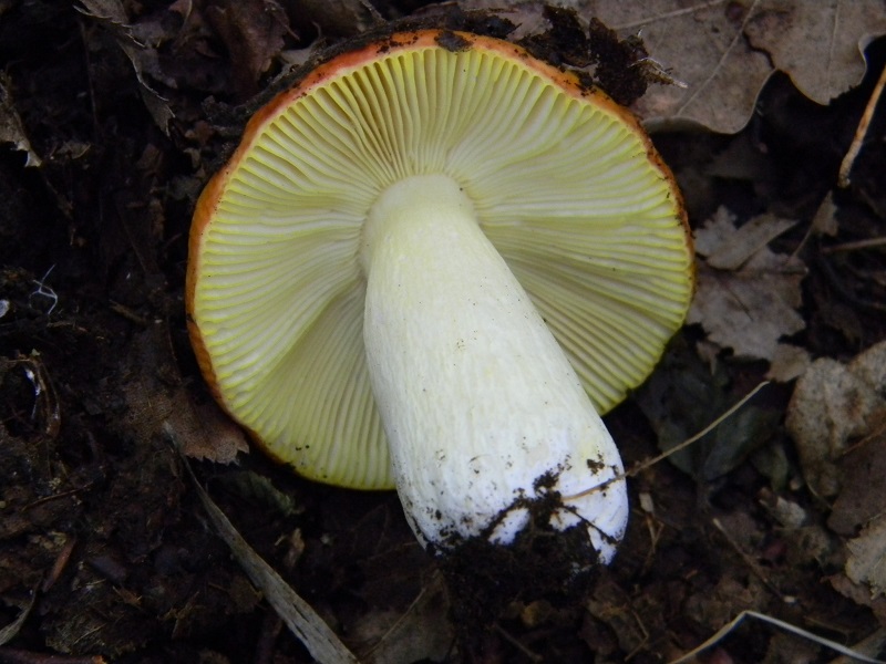 2) Fotogr. il 7.06.2013. sotto latifoglia