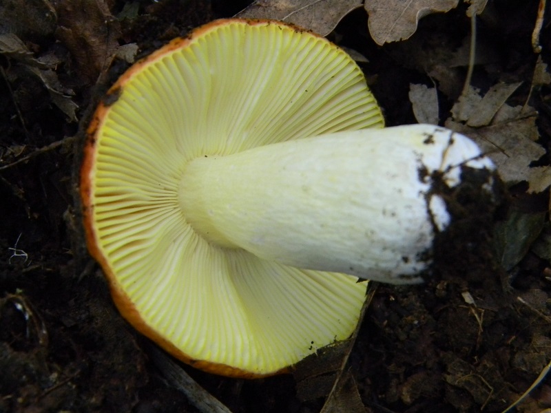 2) Fotogr. il 7.06.2013. sotto latifoglia