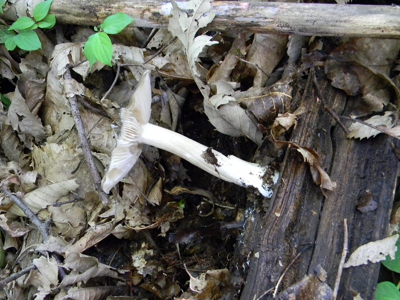 3) Fotogr. il  7.06.2013. sotto latifoglia