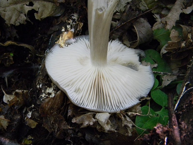 3) Fotogr. il  7.06.2013. sotto latifoglia