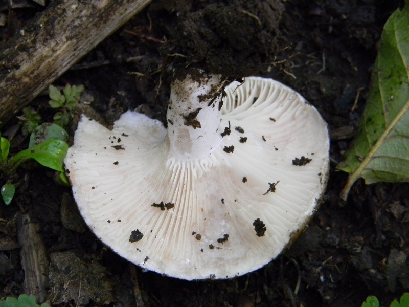 4) Fotogr. il 7.06.2013. sotto latifoglia