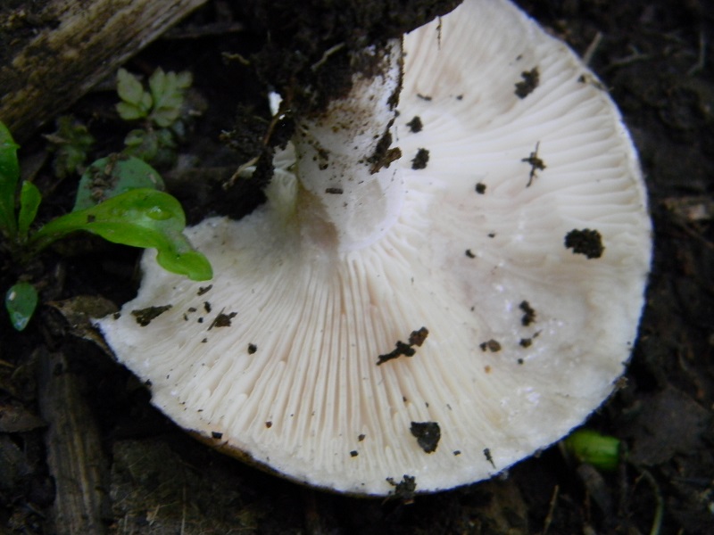 4) Fotogr. il 7.06.2013. sotto latifoglia