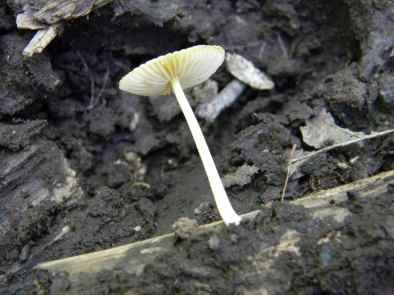 5) Fotogr. il 7.06.2013. sotto latifoglia