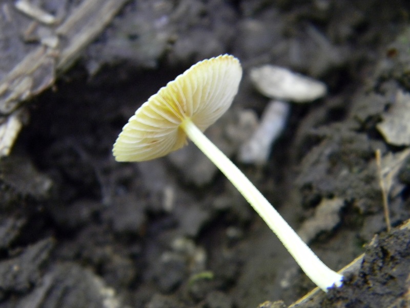 5) Fotogr. il 7.06.2013. sotto latifoglia