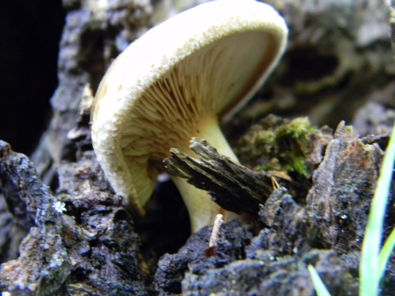 10) Fotogr. il 7.06.2013. sotto latifoglia