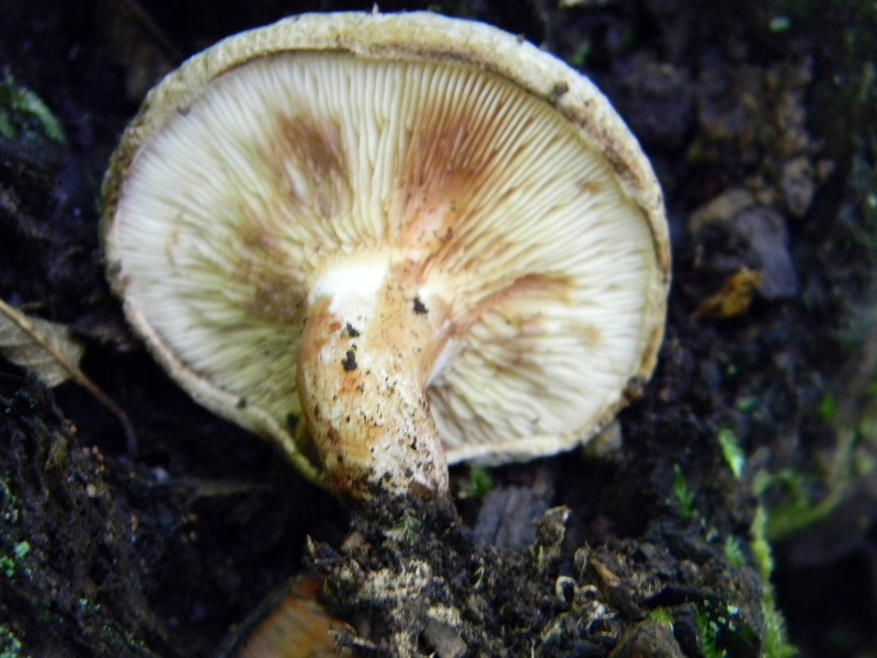 10) Fotogr. il 7.06.2013. sotto latifoglia