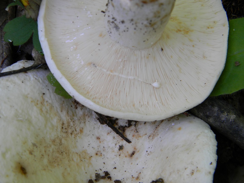 6) Fotogr. il 7.06.2013. sotto latifoglia