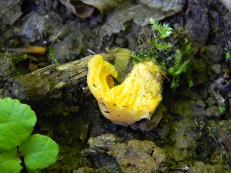 7) Fotogr. il 7.06.2013. sotto latifoglia