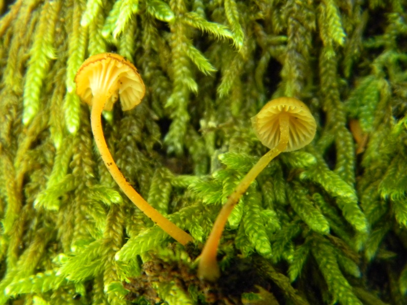 9) Fotogr. il 7.06.2013. sotto latifoglia