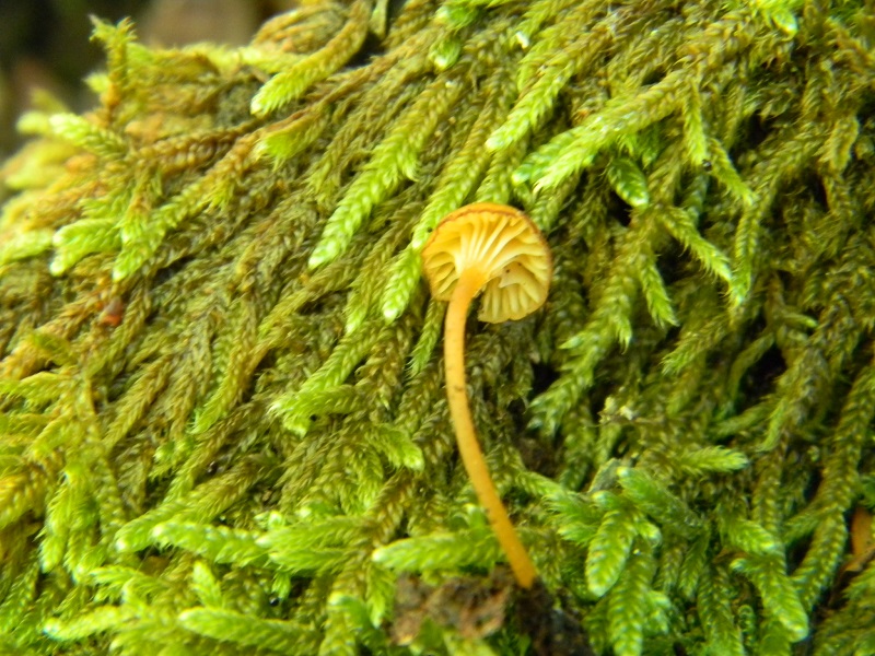 8) Fotogr. il 7.06.2013. sotto latifoglia