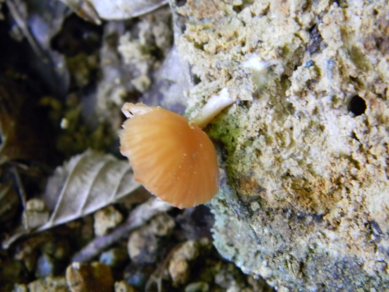 12) Fotogr.il 7.06.2013. sotto latifoglia