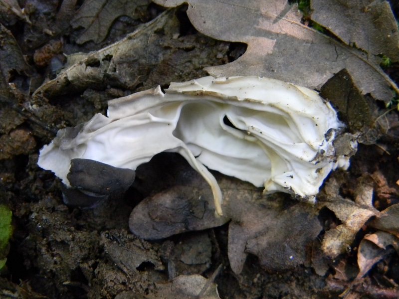 13) Fotogr. il 7.06.2013. sotto latifoglia