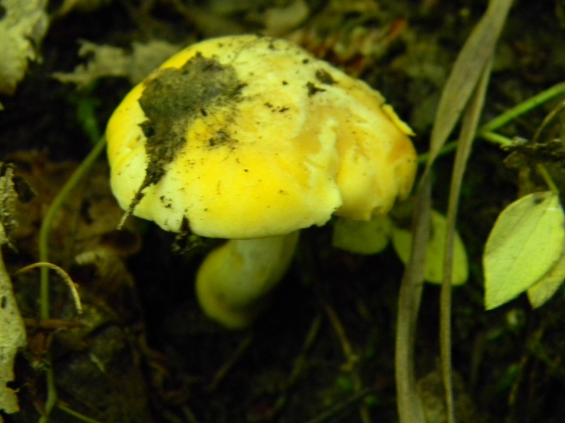 7) Fotogr. il 7.06.2013. sotto latifoglia