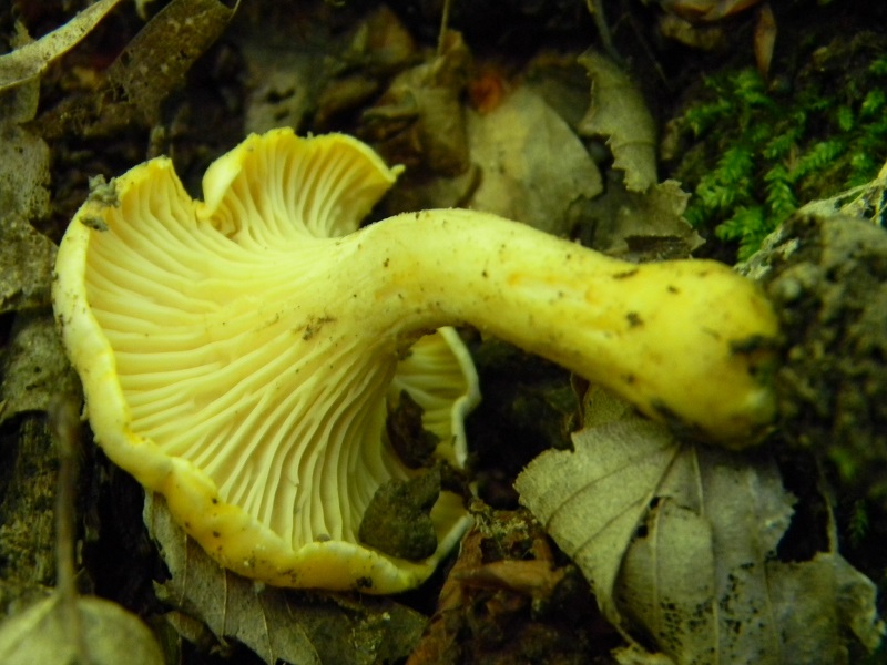 7) Fotogr. il 7.06.2013. sotto latifoglia