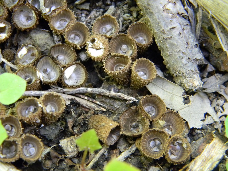 15) Fotogr. il 7.06.2013. sotto latifoglia